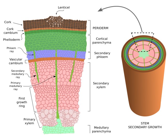 Secondary stem