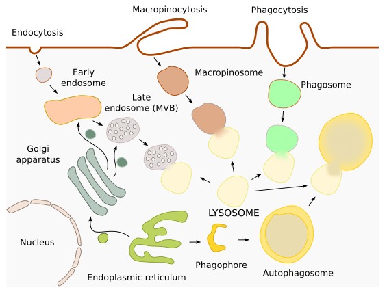 Lysosomes