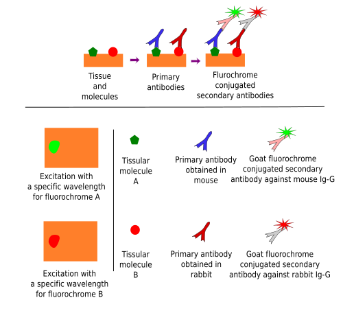 Inmunofluorescence