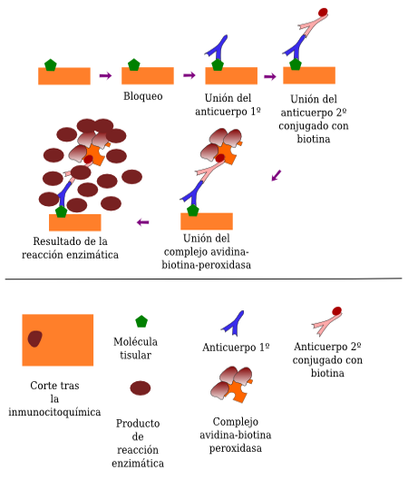 Secondary-biotinilated antibody and ABC