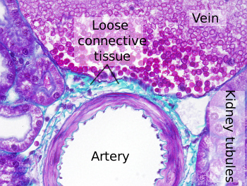 Loose connective tissue in the kidney