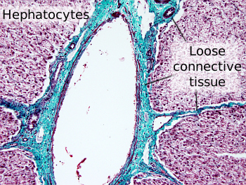 Loose connective tissue in the liver