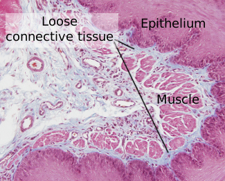 Loose connective tissue in the esophagus