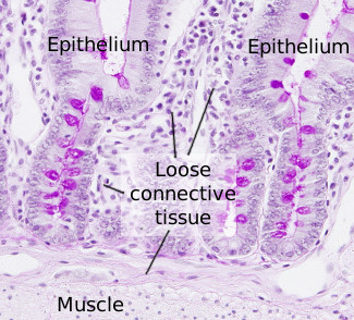 Loose connective in the small intestine