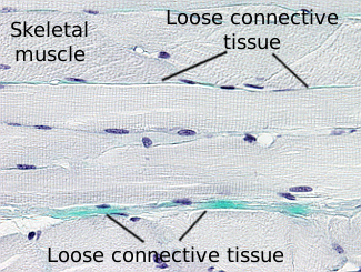 Loose connective tissue in a muscle