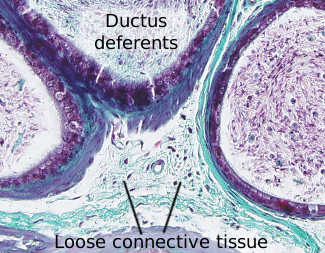 Loose connective tissue in testis