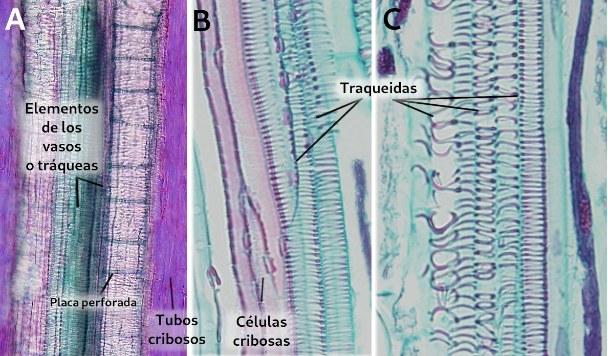 Tráqueas/traqueidas/células cribosas