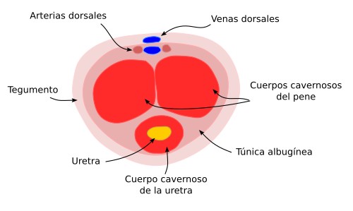  Pene humano