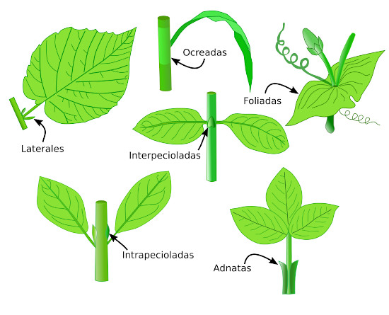 Estípulas