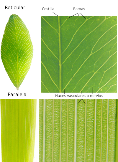 Tipos de nerviación