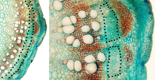 Cuestionarios de los órganos vegetales Tallo Atlas de Histología