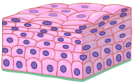 Estratificado plano