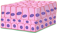 Estratificado prismático