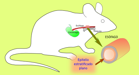 Esófago de ratón