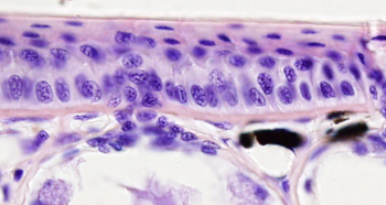 Epidermis de una rana