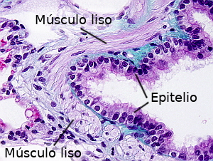 Músculo liso