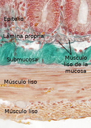 Músculo liso