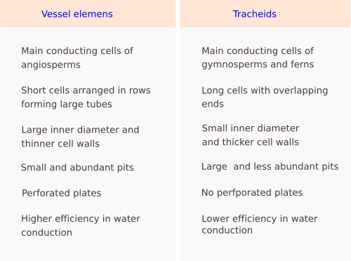 Tracheids / vessel elements