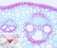 Sclerenchyma fibers