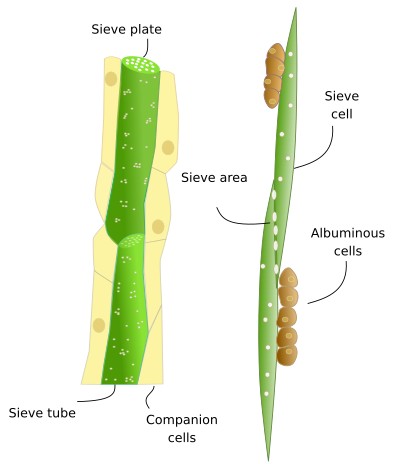 Sieve tubes and cells