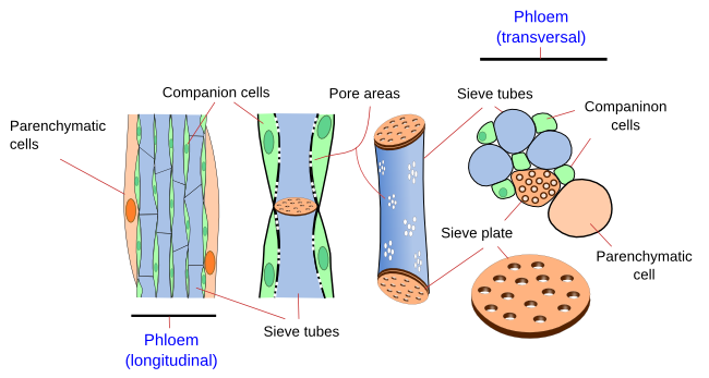 Phloem