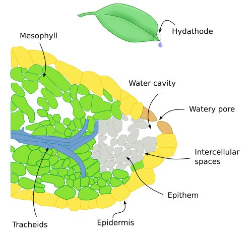 Hydathode