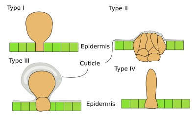 Salt glands