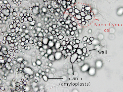 Storage parenchyma