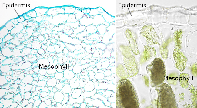 Epidermis