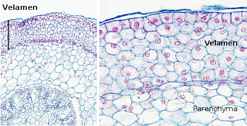 Multiseriate epidermis