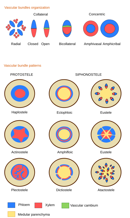 Vascular organization