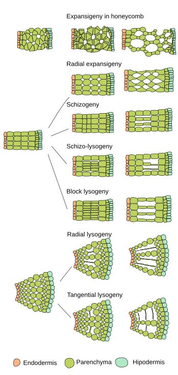 Formation of aerenchyma