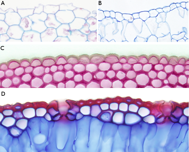 Epidermis