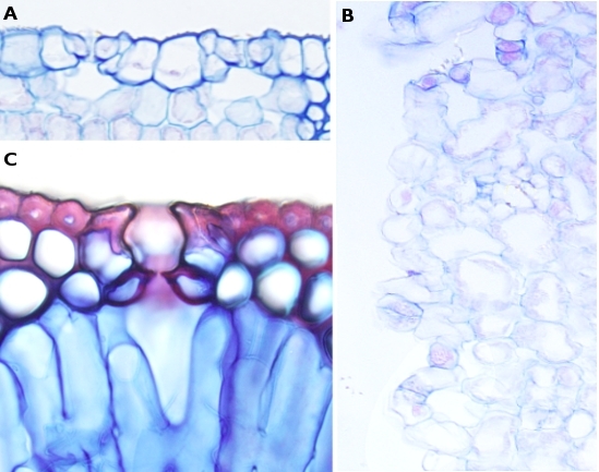 Stomata