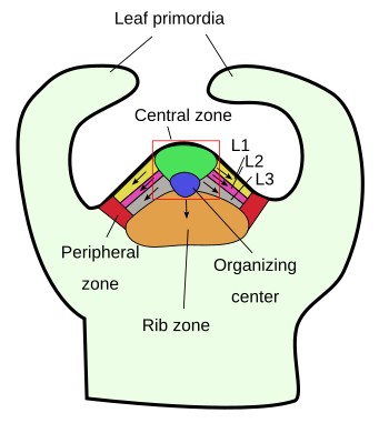 Apical shoot meristem