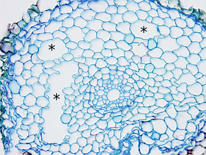 Aeriferous parenchyma from a root