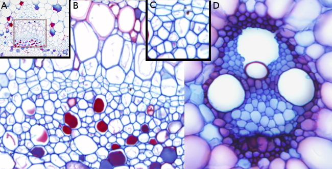 Primary vascular tissue