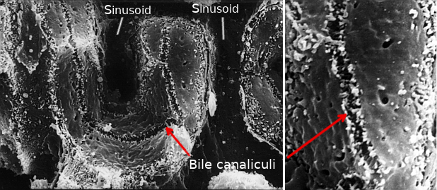 Billiary canaliculi