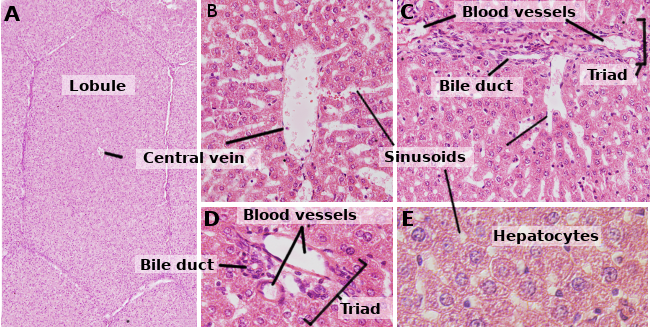 Hepatocyte