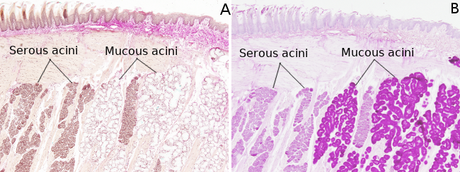 Salivary glands