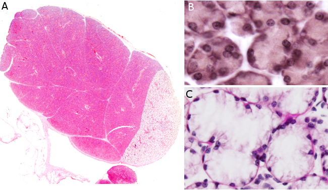 Salivary gland