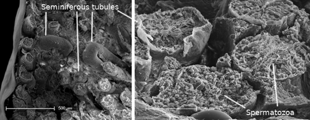 Seminiferous tubules