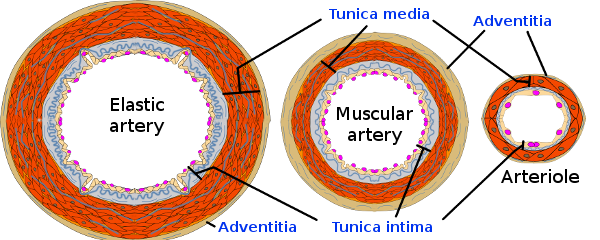 Ateries and tunicae