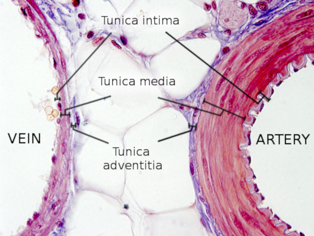 Artery vs vein