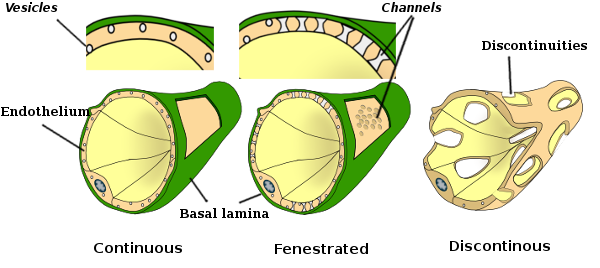 Types of  capillaries