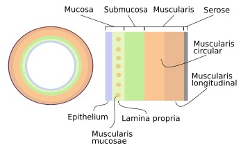  Layers of the digestive system