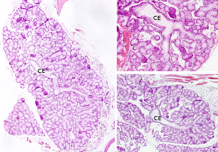 Salivary glands