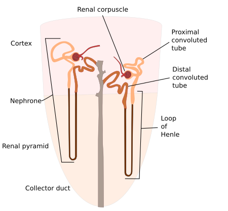 Nefrona