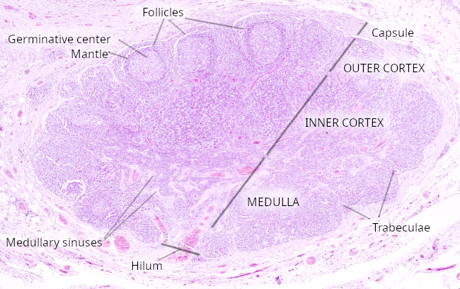 Lymph node