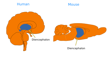  Diencephalon